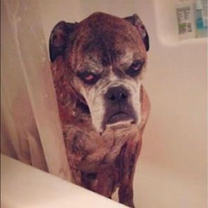 Meet your Posher, Sienna